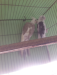raning cockatiel pakhi